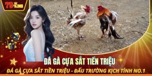 Đá gà cựa sắt tiền triệu