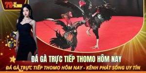 Đá gà trực tiếp Thomo hôm nay