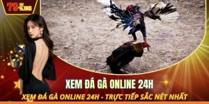 Xem đá gà Online 24h